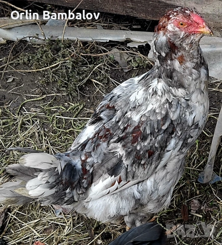 Три броя петли цена 12евро  на брой село сатовча 