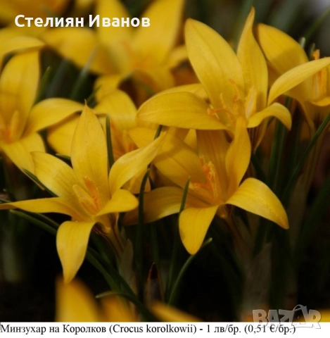 СОРТОВИ МИНЗУХАРИ – ЛУКОВИЦИ, снимка 7 - Сортови семена и луковици - 52372805