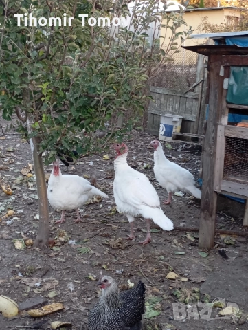 продавам домашно гледани пуйки пуяци за празниците , снимка 7 - Кокошки и пуйки - 51832484