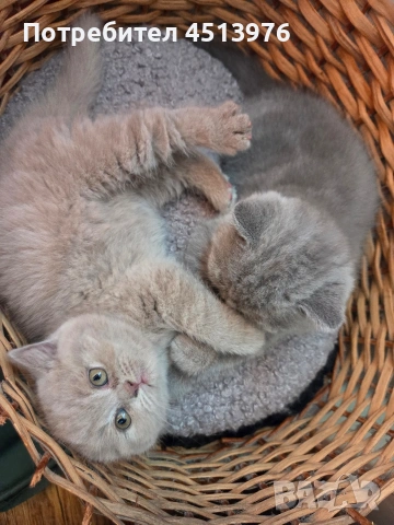 Котенца Британчета