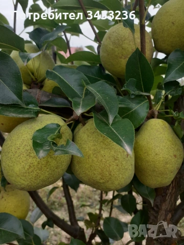 Овощни дръвчета Круша, снимка 3 - Градински цветя и растения - 53960645