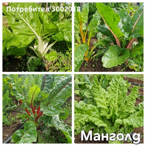 семена стари сортове 