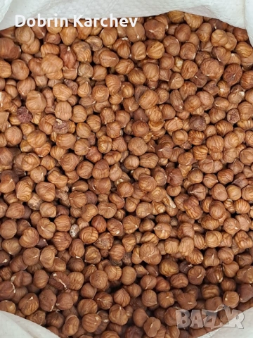 Лешник ядка