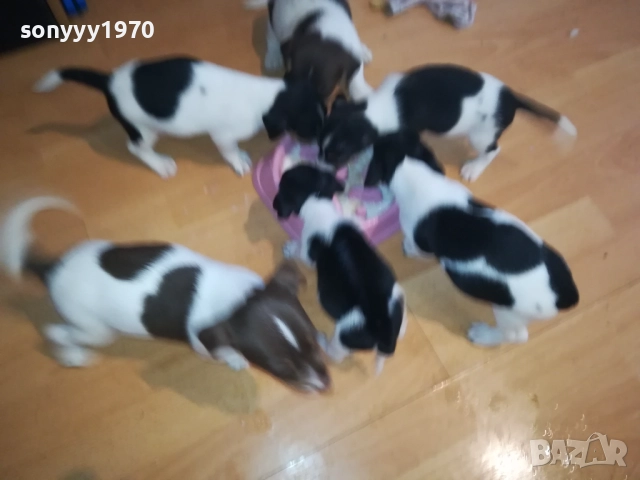 КУТРЕТА ДЖАК РЪСЕЛ 2009250434, снимка 5 - Джак ръсел териер - 51774625