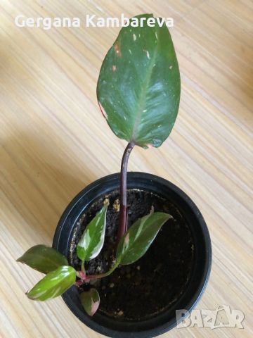 Philodendron Pink Princess , снимка 2 - Стайни растения - 46577099