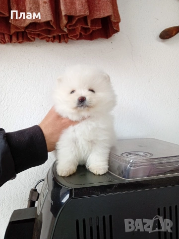 Богат избор на Померани. Реални снимки!!!, снимка 11 - Померан - 54036819