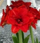 Луковици Амарилис, Хипеаструм, снимка 2