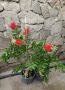 Калистемон цитринус, снимка 1 - Градински цветя и растения - 45526202