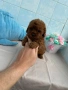 Той Пудел/Toy Poodle, снимка 2