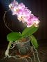 Хибискус, рео червено,кливия, исусов венец,орхидея, кротон, снимка 16