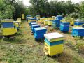 продавам 30бр пчелни семействса , снимка 1 - Други животни - 45665027