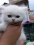 Бели персийски котенца , снимка 3