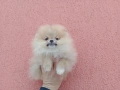 Померани. Различни възрасти !!! Реални снимки от 02.02.26 г. , снимка 6