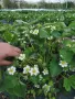 Продавам елитен разсад ягоди и малини , снимка 7
