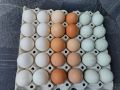 Домашни яйца , снимка 1 - Домашни продукти - 45469173