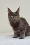Мейн кун Мейн Куун коте Maine Coon , снимка 10