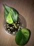 Philodendron hederaceum oxycardium variegated , снимка 4