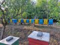 Пчелни отводки система Дадан Блат, снимка 1 - За пчели - 45384110