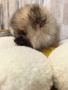 Померан, снимка 3