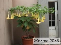 Бругманзия датура - Ангелски тромпет , снимка 3