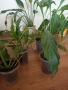 Спатисфилум, снимка 1