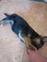 малко куче, Немска овчарка на 2 месеца, Мъжко , снимка 3