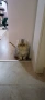 Персийско котенце, снимка 3