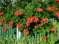 Кампсис, тромпетна лоза (Trumpet vine, Campsis radicans), снимка 11