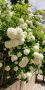 Калина, Картоп, Viburnum opulus ‘Roseum’, снимка 1 - Градински цветя и растения - 44405271