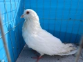 Римски гълъби , снимка 1