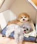 Мъжко и женско кученца пудел за осиновяване са на 4 месеца, снимка 1 - Пудели - 44958703