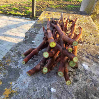Резници Безсеменно грозде Лоза Кишмиш Голд Фингър Gold Finger, снимка 3 - Градински цветя и растения - 45061253