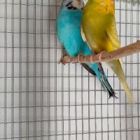 Изложбени вълнисти папагали, снимка 1 - Папагали - 45169309