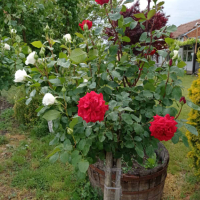 Щамбови рози, цветово разнообразие., снимка 6 - Градински цветя и растения - 44639785