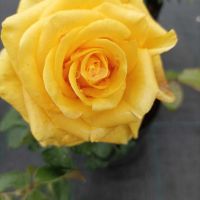 Rosa whelou жълта роза, снимка 3 - Градински цветя и растения - 45842015