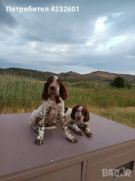 Английски сетер, снимка 1