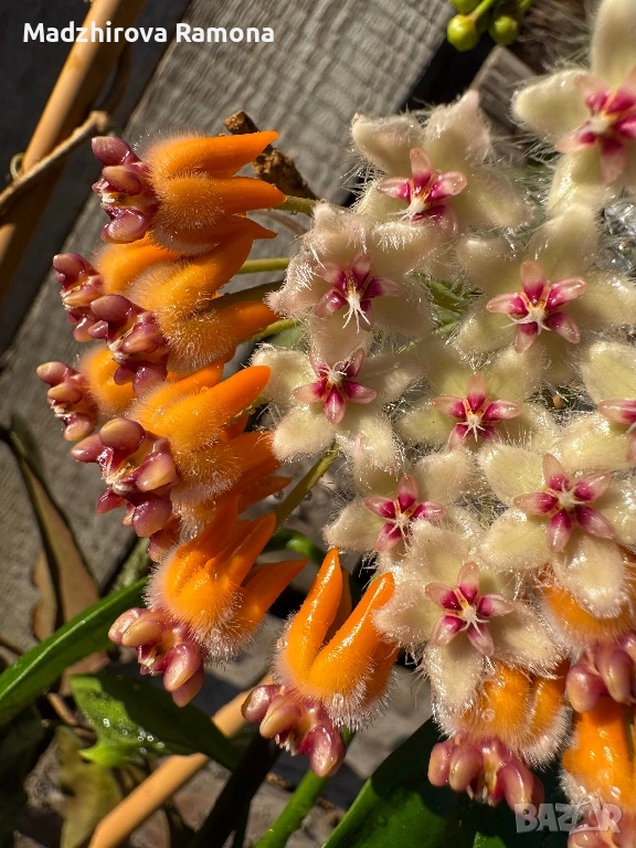 Caudata green Borneo , снимка 1