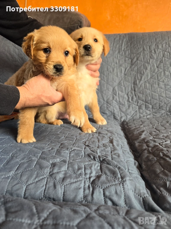 Голдън ретривър, снимка 1