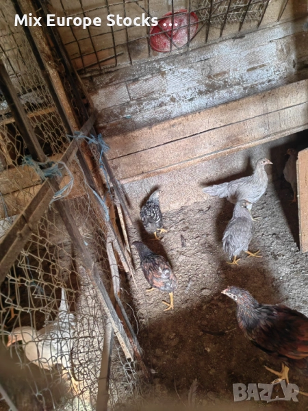 Легхорн Лавандула 2+1, снимка 1