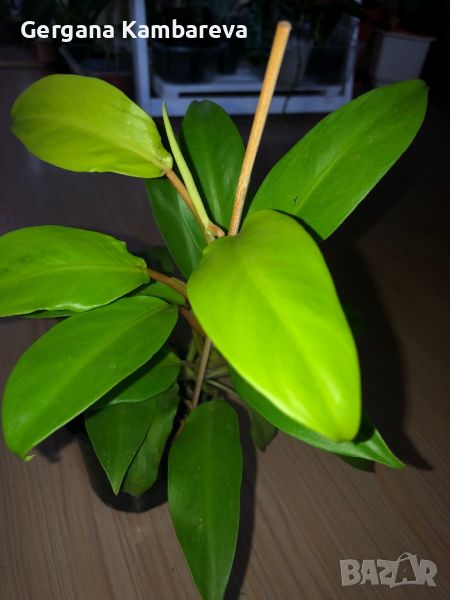 Philodendron Malay Gold , снимка 1