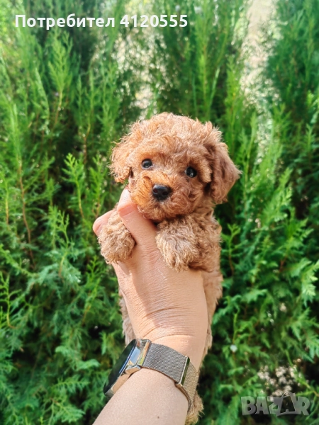 пудел той, снимка 1