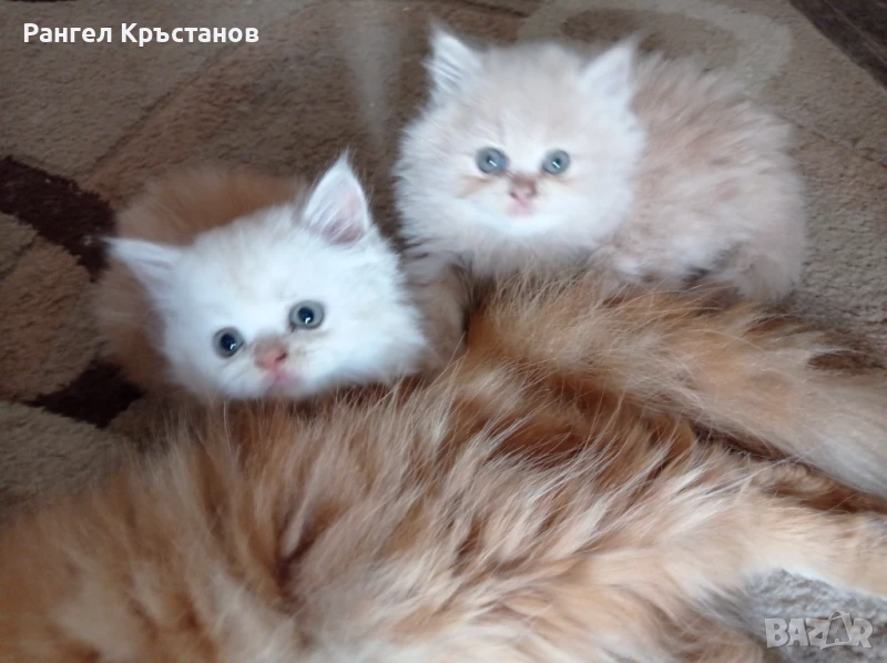 Продавам персийски котенца , снимка 1