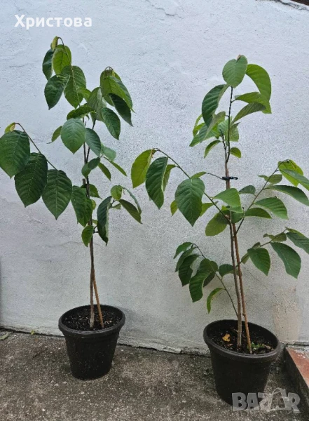 Черимоя, снимка 1