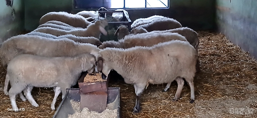 Свободни Овце и Кочове!, снимка 1