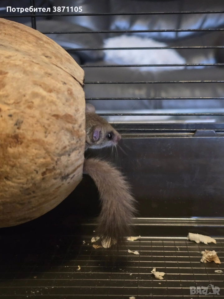 Подарявам африкански горски сънливец, снимка 1