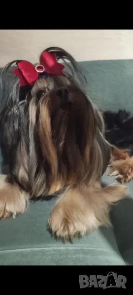 Йоркширски териер , снимка 1