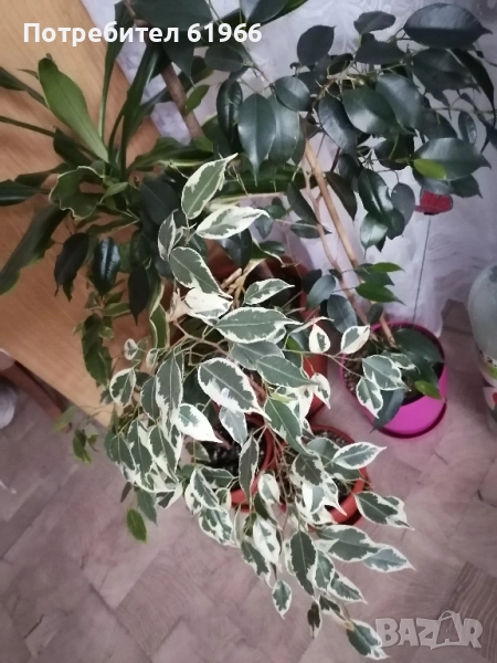 Красиви бенжамин шарен и зелен! , снимка 1