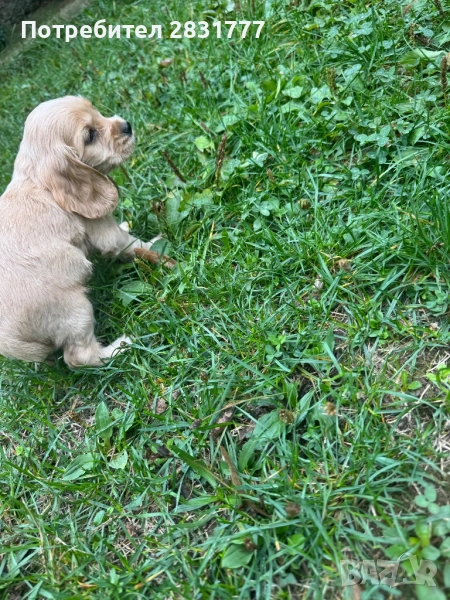 Кокер Шпаниол , снимка 1