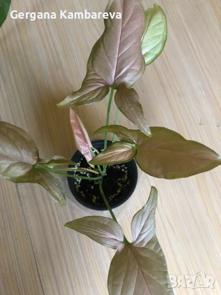 Syngonium Pink Schott , снимка 1