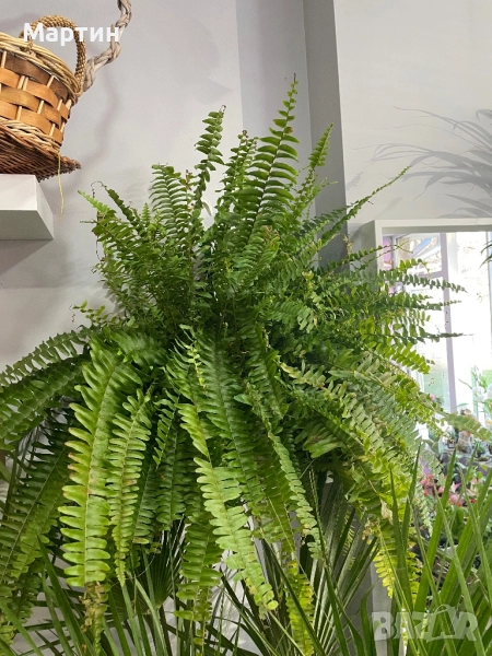 Стайни растения за дома и офиса , снимка 1